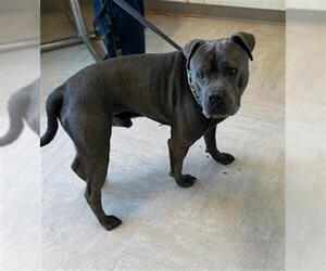 American Pit Bull Terrier Dogs for adoption in Derwood, MD, USA