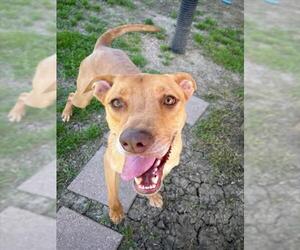 Labrador Retriever-Unknown Mix Dogs for adoption in Plano, TX, USA