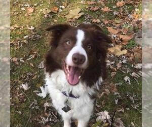 Border Collie Dogs for adoption in Mechanicsburg, PA, USA