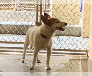 Mutt Dogs for adoption in Ocala, FL, USA