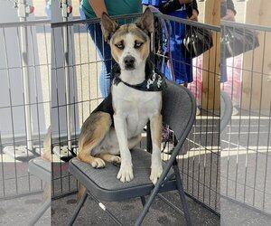 Akita-Unknown Mix Dogs for adoption in El Centro, CA, USA