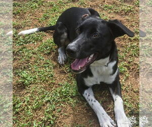 Labrador Retriever-Retriever  Mix Dogs for adoption in Washington, DC, USA