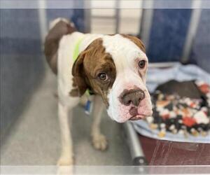 American Bulldog Dogs for adoption in Fort Collins, CO, USA