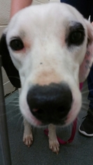Dalmatian Dogs for adoption in Winston Salem, NC, USA