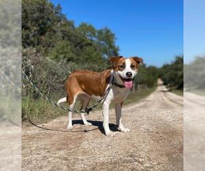 Border Collie-Jack Russell Terrier Mix Dogs for adoption in San Antonio, TX, USA