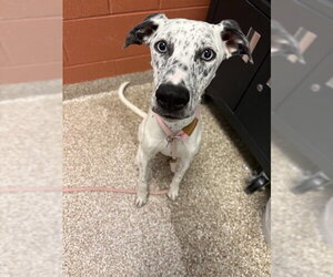 Dalmatian-Unknown Mix Dogs for adoption in Pueblo, CO, USA