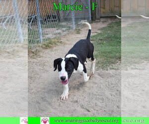 Mutt Dogs for adoption in Pensacola, FL, USA