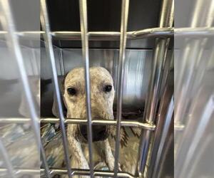 Mutt Dogs for adoption in Waco, TX, USA