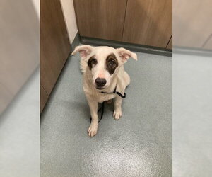 Medium Photo #1 Border Collie-Unknown Mix Puppy For Sale in Baytown, TX, USA
