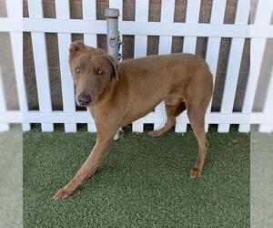 Doberman Pinscher-Unknown Mix Dogs for adoption in Modesto, CA, USA