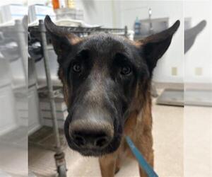 German Shepherd Dog Dogs for adoption in Bakersfield, CA, USA