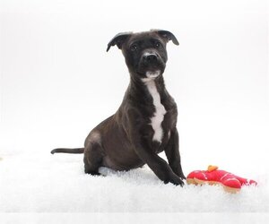 American Pit Bull Terrier-Border Collie Mix Dogs for adoption in Burbank, CA, USA