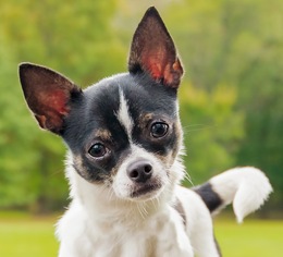 Chihuahua Dogs for adoption in Caldwell, NJ, USA