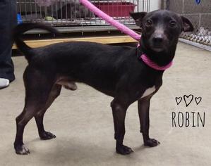 Rat-Cha Dogs for adoption in Kendallville, IN, USA