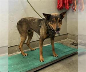Shepradors Dogs for adoption in Camarillo, CA, USA