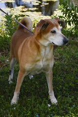 Medium Photo #1 Labrador Retriever-Rhodesian Ridgeback Mix Puppy For Sale in Weston, FL, USA
