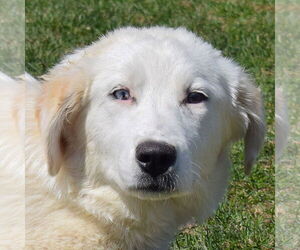 Great Pyrenees-Unknown Mix Dogs for adoption in Huntley, IL, USA