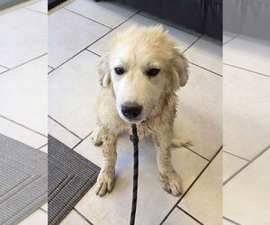 Great Pyrenees Dogs for adoption in Croydon, NH, USA