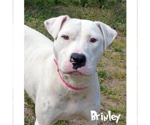Bull Terrier Dogs for adoption in Mason, MI, USA