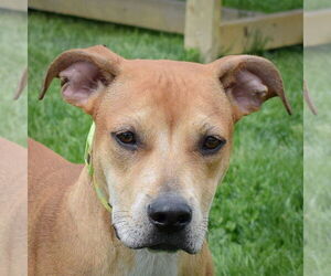 Boxer-Unknown Mix Dogs for adoption in Huntley, IL, USA