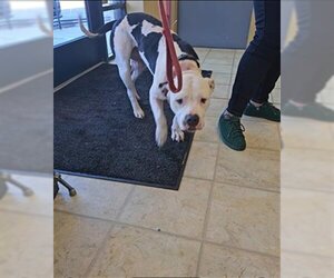 American Pit Bull Terrier Dogs for adoption in Norfolk, VA, USA