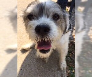 Border Terrier-Unknown Mix Dogs for adoption in Valparaiso, IN, USA