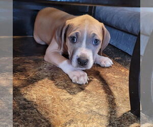 Mutt Dogs for adoption in New London, WI, USA