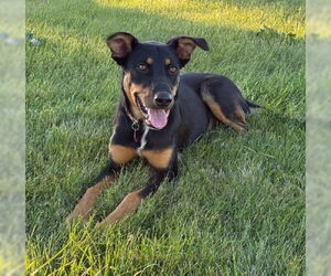 Mutt Dogs for adoption in Genesee, WI, USA