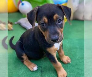 Labrador Retriever-Unknown Mix Dogs for adoption in San Diego, CA, USA