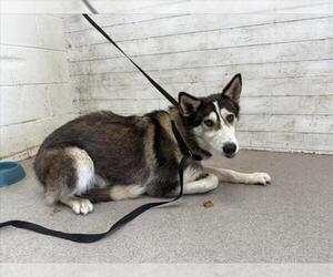 Siberian Husky Dogs for adoption in San Bernardino, CA, USA