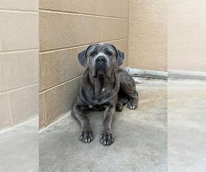 Neapolitan Mastiff Dogs for adoption in Ojai, CA, USA