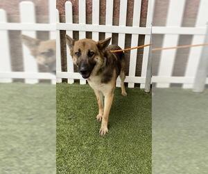 German Shepherd Dog Dogs for adoption in Modesto, CA, USA