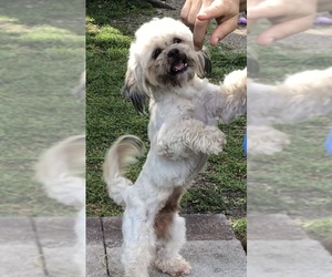 Lhasa Apso Dogs for adoption in Weston, FL, USA