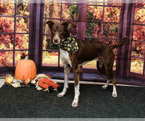 Catahoula Leopard Dog-Unknown Mix Dogs for adoption in Sanford, FL, USA
