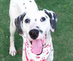 Dalmatian Dogs for adoption in San Ramon, CA, USA
