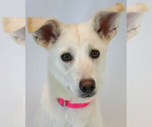 Siberian Husky-Unknown Mix Dogs for adoption in Kennesaw, GA, USA