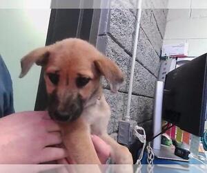 German Shepherd Dog-Unknown Mix Dogs for adoption in Tulsa, OK, USA
