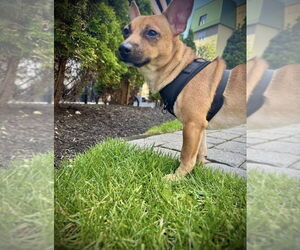 Chihuahua-Unknown Mix Dogs for adoption in FRAMINGHAM, MA, USA