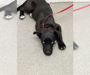 American Pit Bull Terrier-Labrador Retriever Mix Dogs for adoption in San Bernardino, CA, USA