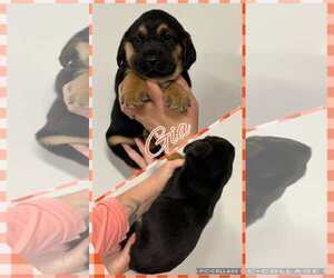 Basset Hound-Unknown Mix Dogs for adoption in Deepwater, NJ, USA