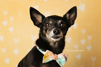 Medium Photo #1 Chihuahua Puppy For Sale in Nashville, TN, USA