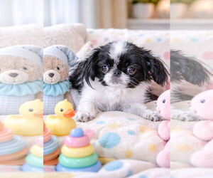 Japanese Chin Dogs for adoption in Bon Carbo, CO, USA