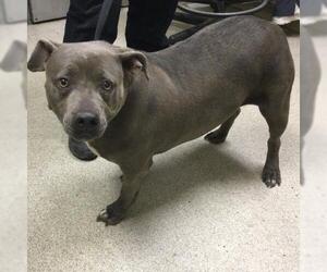 American Pit Bull Terrier Dogs for adoption in Riverside, CA, USA