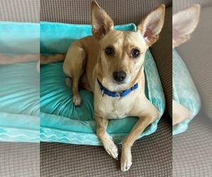 Rat Terrier Dogs for adoption in Royal Palm Beach, FL, USA