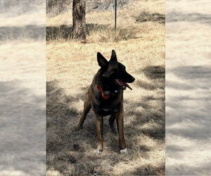 Mutt Dogs for adoption in Imlay City, MI, USA