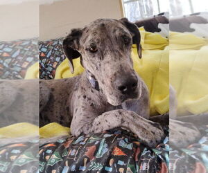Great Dane Dogs for adoption in Bullard, TX, USA