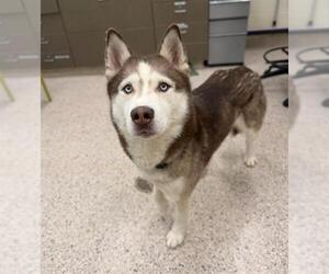 Siberian Husky Dogs for adoption in Brighton, CO, USA