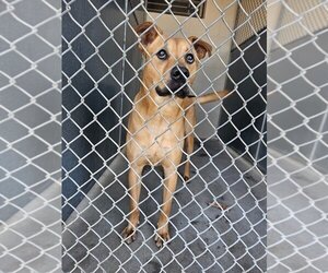 Labrador Retriever-Unknown Mix Dogs for adoption in Maryville, TN, USA