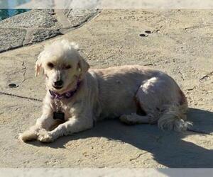 Maltipoo Dogs for adoption in Carlsbad, CA, USA