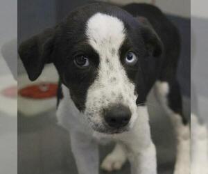 Mutt Dogs for adoption in San Antonio, TX, USA